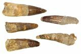 Lot: -, Bargain Spinosaurus Teeth - Pieces #82624-2
